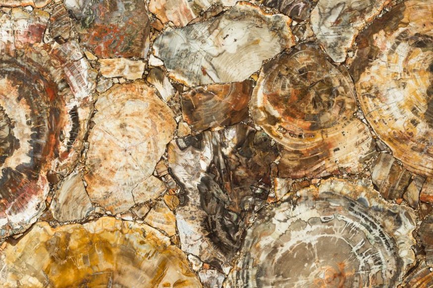 Petrified Wood